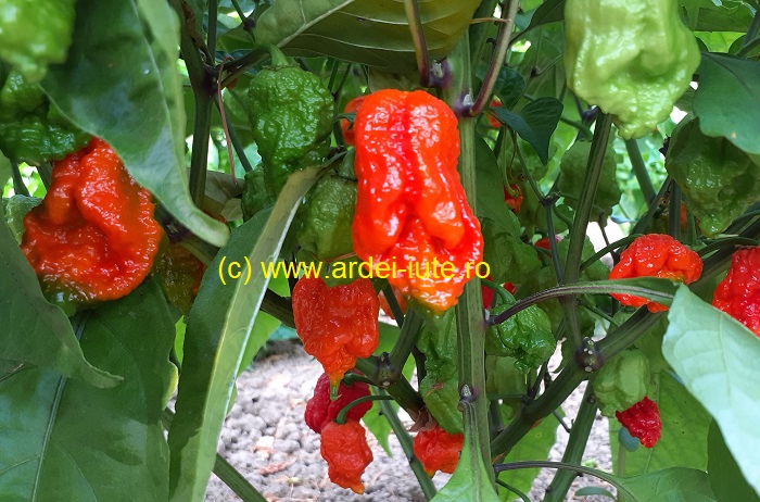 Carolina Reaper Rosu Planta