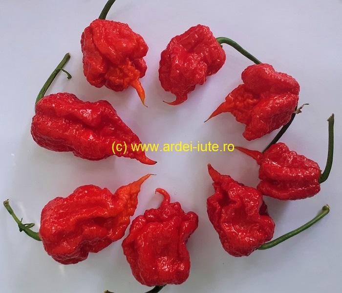 Carolina Reaper Rosu Red