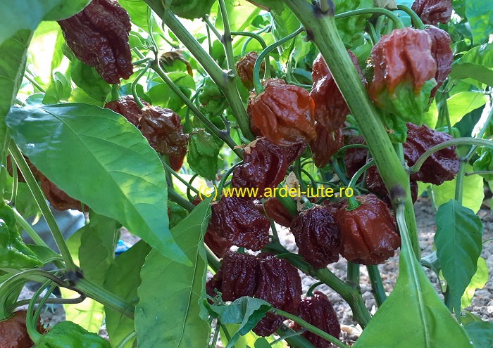 Carolina Reaper ciocolata planta
