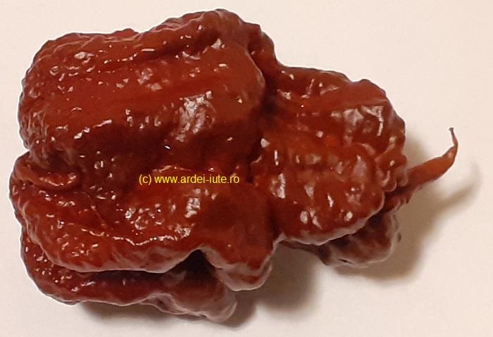 Carolina Reaper ciocolata