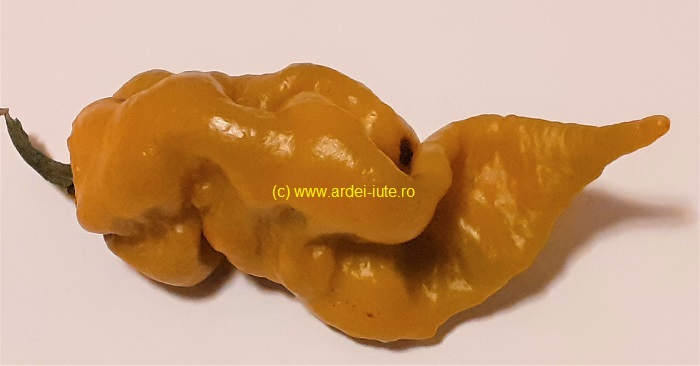 gheara diavolului devil s claw pepper mustard