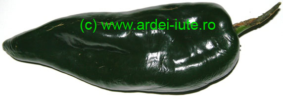 Poblano