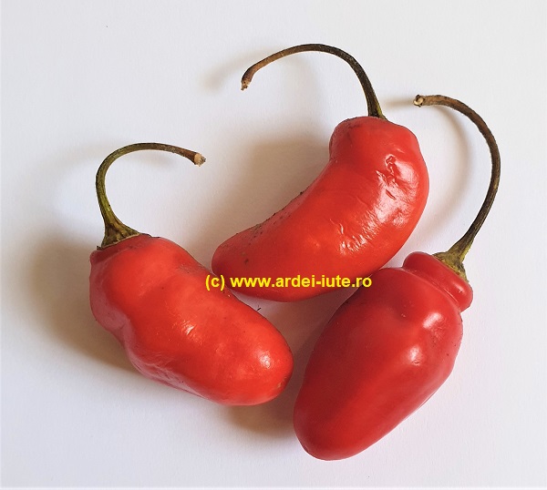 Rocoto Aji Largo Lung 1