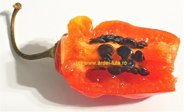 Rocoto Aji Largo Lung sectiune