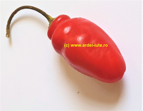 Rocoto Aji Largo Lung