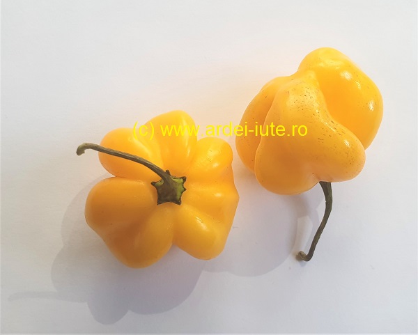 Scotch Bonnet 1