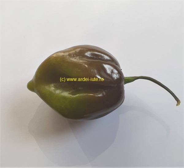 Scotch Bonnet 2