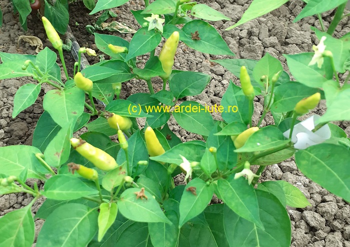 Tabasco