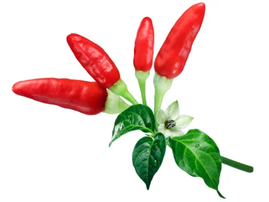 tabasco