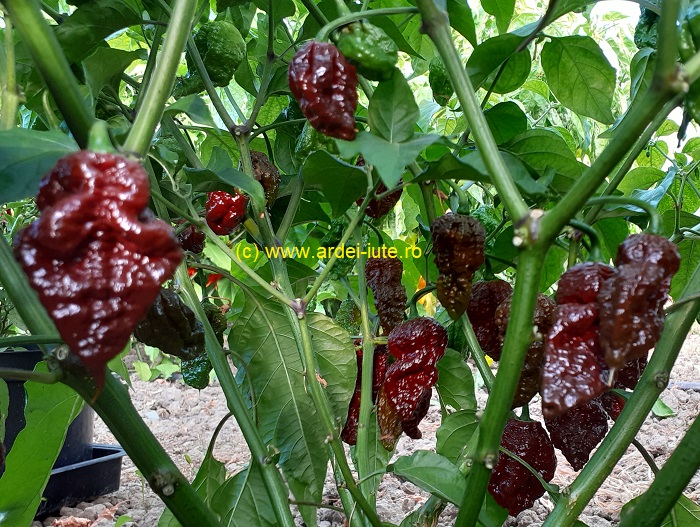 ardei apocalipsa scorpion apocalypse ciocolata planta