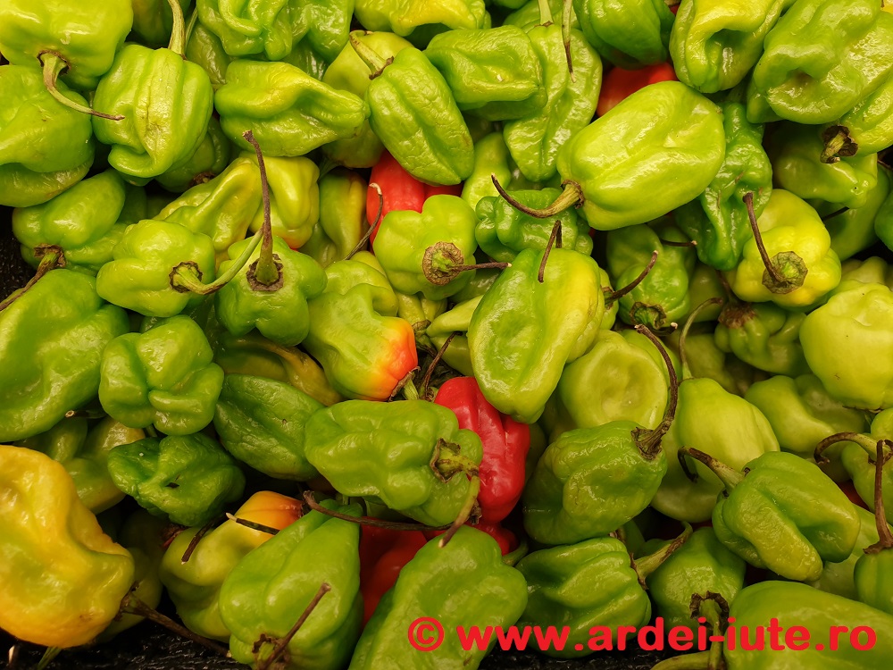 ardei scotch bonnet