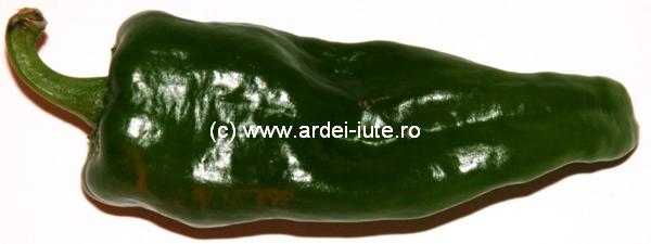 baklouti