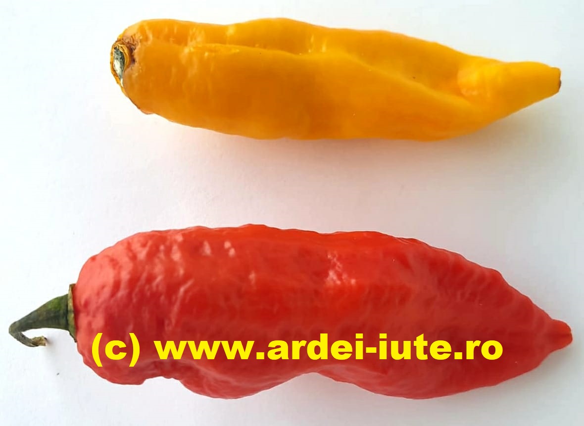 bhut jolokia ardei iute ro