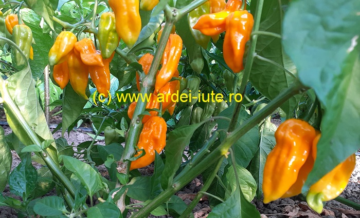 dorset naga portocaliu orange 1