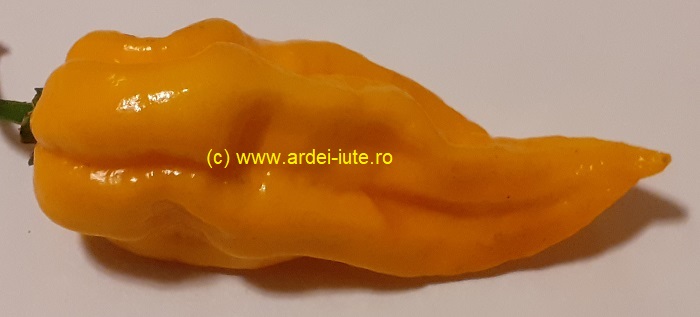 dorset naga portocaliu orange