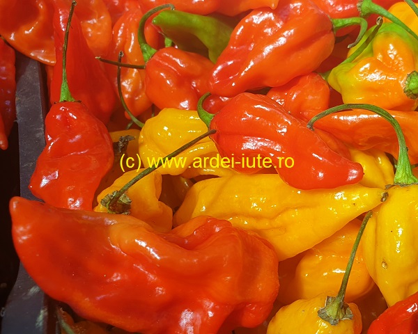 fatalii 1
