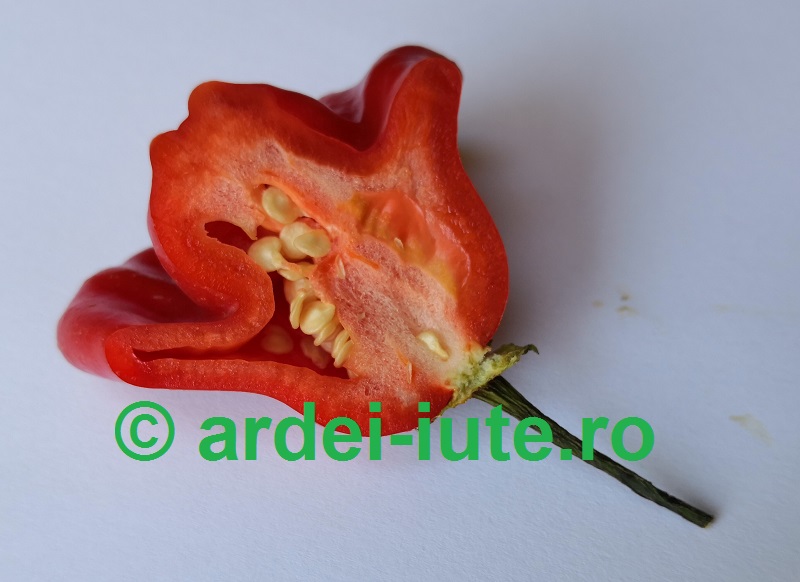orhidee 1