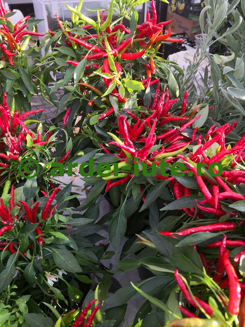 piri piri
