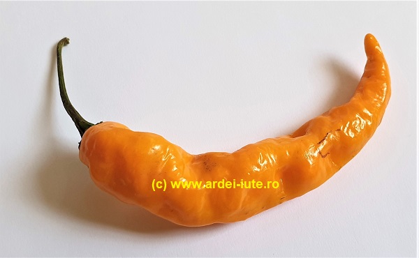 mama bătrână madre vieja